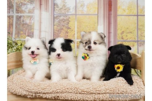 成約済の神奈川県のポメラニアン-249546の5枚目