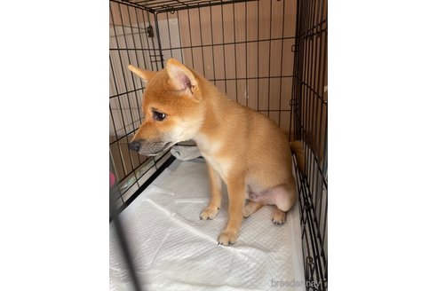 成約済の東京都の豆柴-234301の15枚目