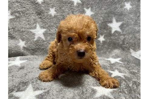 成約済の滋賀県のミックス犬-248250の7枚目