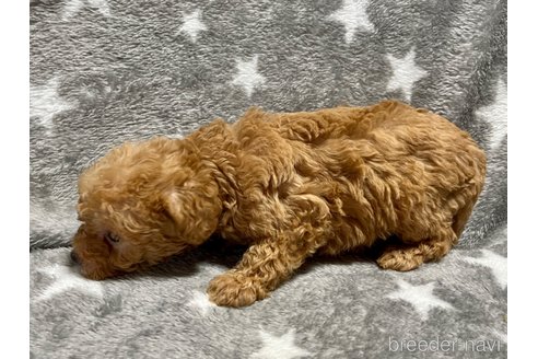 成約済の滋賀県のミックス犬-248250の6枚目