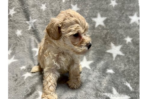 成約済の滋賀県のミックス犬-248249の9枚目