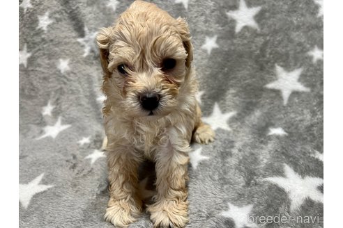 成約済の滋賀県のミックス犬-248249の4枚目