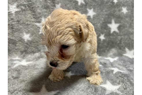 成約済の滋賀県のミックス犬-248249の5枚目