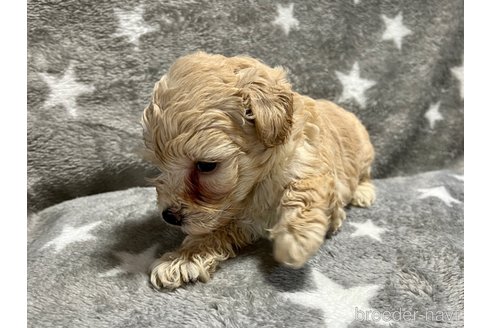 成約済の滋賀県のミックス犬-248249の6枚目