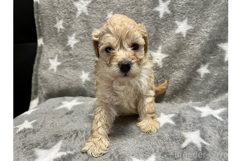 成約済の滋賀県のミックス犬-248249の7枚目
