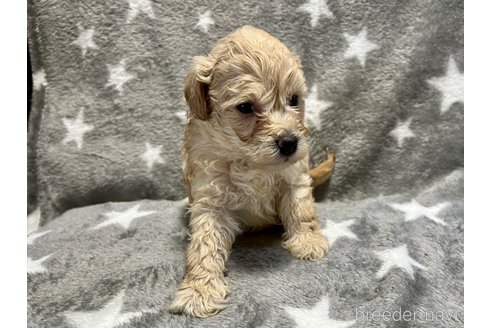 成約済の滋賀県のミックス犬-248249の8枚目