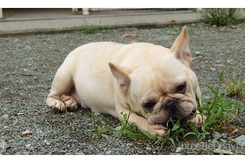 こむぎちゃん1枚目