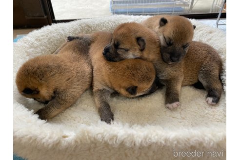 成約済の岡山県の柴犬-249582の7枚目