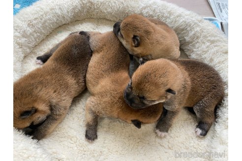成約済の岡山県の柴犬-249582の6枚目