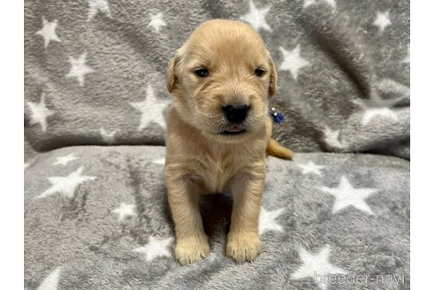成約済の滋賀県のゴールデンレトリーバー-249585の11枚目