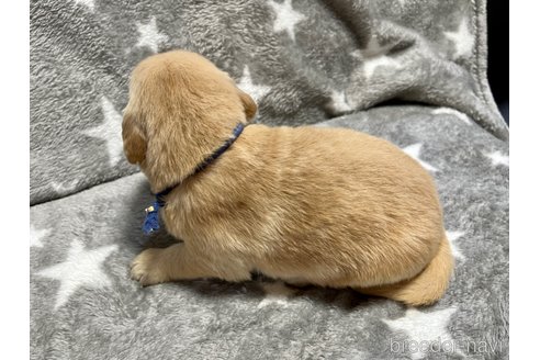 成約済の滋賀県のゴールデンレトリーバー-249585の4枚目