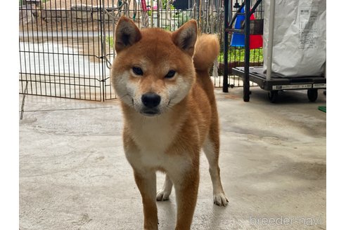 成約済の岡山県の柴犬-249586の4枚目