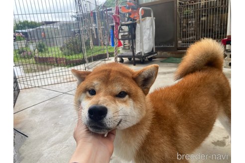 成約済の岡山県の柴犬-249586の2枚目