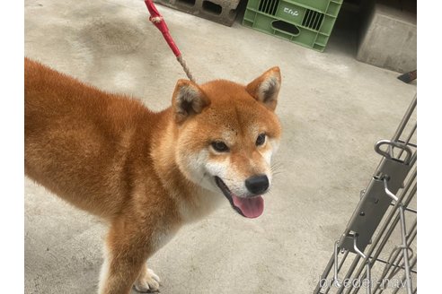 成約済の岡山県の柴犬-249586の3枚目