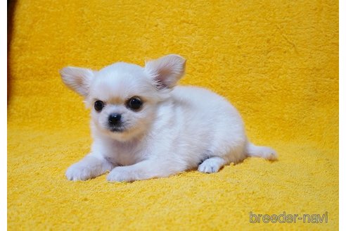 成約済の滋賀県のミックス犬-249596