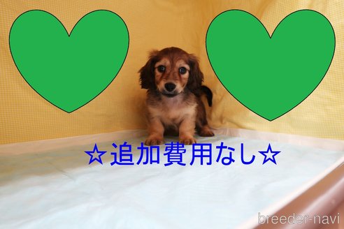 成約済の東京都のミニチュアダックスフンド(ロングヘアード)-249605の1枚目