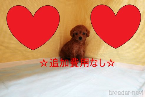 成約済の東京都のトイプードル-249606の1枚目