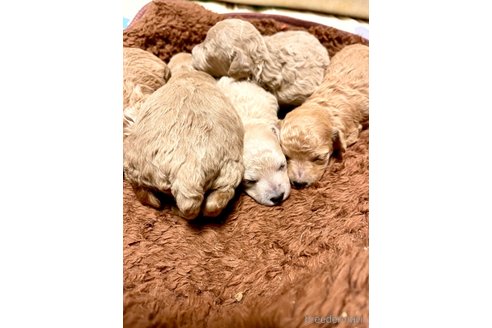 成約済の東京都のビションプー:ビションフリーゼ×トイプードル-248029の49枚目