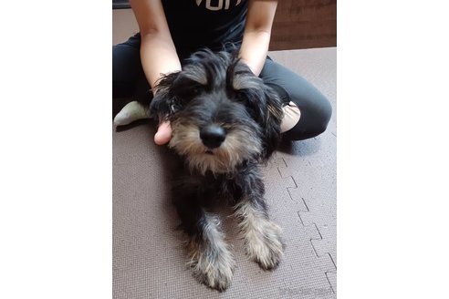 成約済の東京都のその他の犬種-227598
