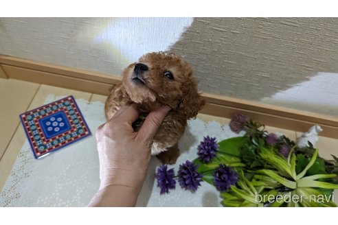 成約済の広島県のタイニープードル-245299の17枚目