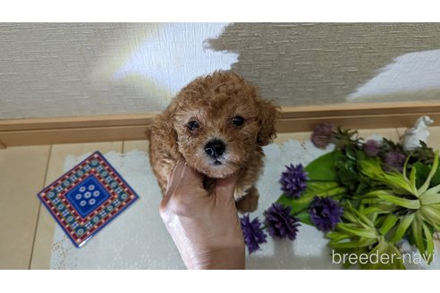 成約済の広島県のタイニープードル-245299の16枚目