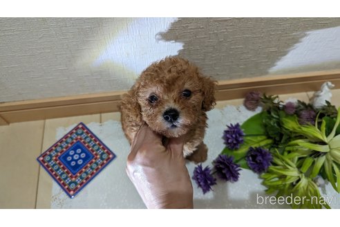 成約済の広島県のタイニープードル-245299の15枚目