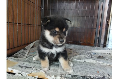 成約済の岡山県の柴犬-245956の1枚目