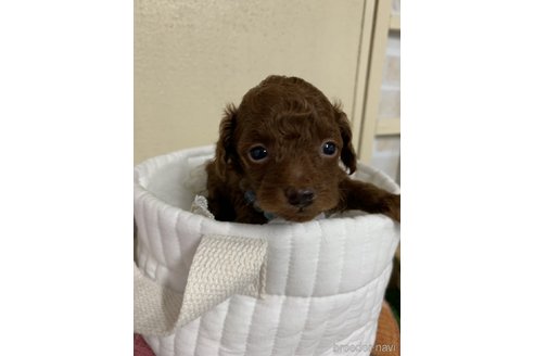 成約済の北海道のティーカッププードル-247600の28枚目