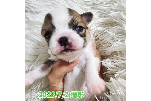 成約済の東京都のチワワ(ロングコート)-249117の33枚目