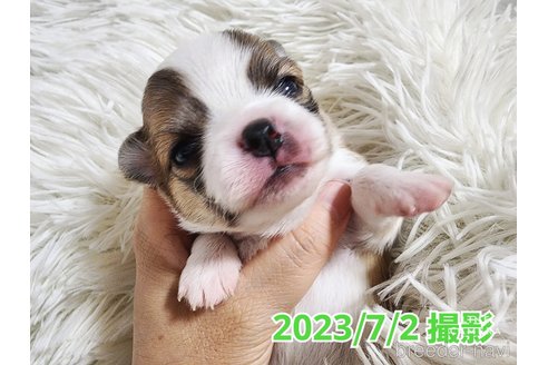 成約済の東京都のチワワ(ロングコート)-249117の31枚目