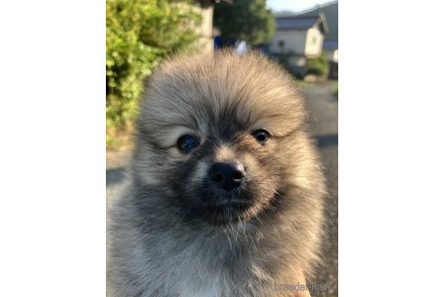 成約済の福島県のミックス犬-249709の2枚目