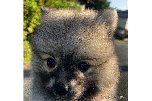 成約済の福島県のミックス犬-249709の1枚目