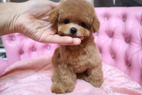 成約済の茨城県のティーカッププードル-249713の15枚目