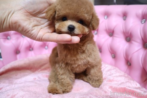 成約済の茨城県のティーカッププードル-249713の13枚目