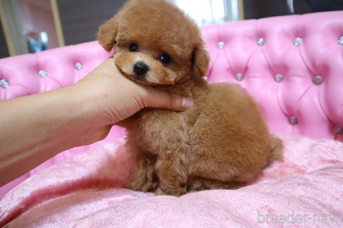 成約済の茨城県のティーカッププードル-249713の8枚目