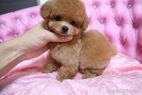 成約済の茨城県のティーカッププードル-249713の5枚目