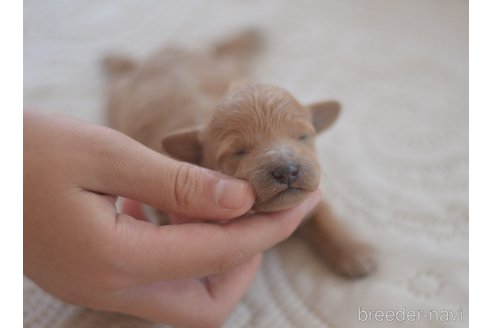 成約済の埼玉県のタイニープードル-249727の10枚目