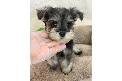 子犬