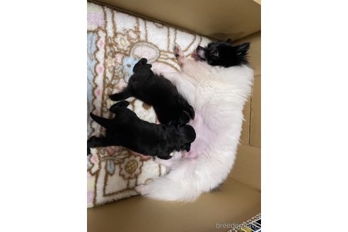 成約済の愛知県のミックス犬-249868の7枚目