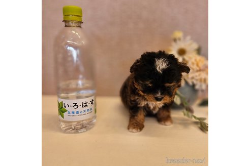 成約済の北海道のチワプー:チワワ×トイプードル-249881の7枚目