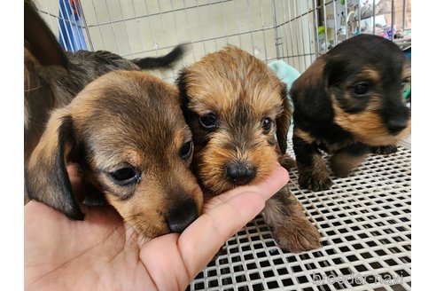 成約済の愛知県のミニチュアダックスフンド(ワイヤーヘアード)-249886の5枚目
