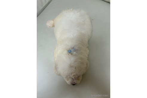 成約済の滋賀県のビションフリーゼ-249901の3枚目