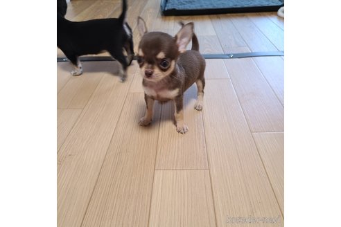 成約済の愛知県のチワワ(スムースコート)-246633の6枚目