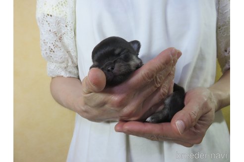 成約済の愛知県のチワワ(ロングコート)-249070の16枚目