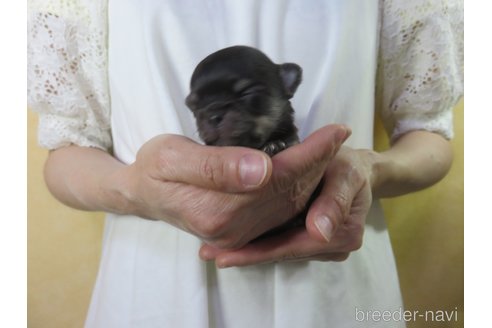 成約済の愛知県のチワワ(ロングコート)-249070の15枚目