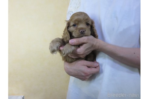 成約済の愛知県のアメリカンコッカースパニエル-242854の8枚目