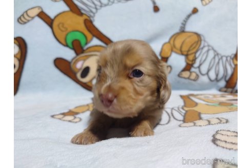 成約済の福岡県のミニチュアダックスフンド(ロングヘアード)-249937の8枚目