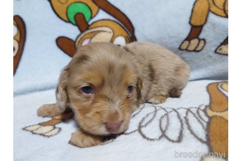 成約済の福岡県のミニチュアダックスフンド(ロングヘアード)-249937の9枚目