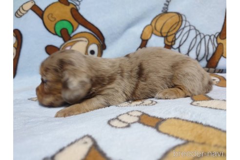 成約済の福岡県のミニチュアダックスフンド(ロングヘアード)-249937の10枚目