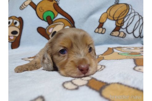 成約済の福岡県のミニチュアダックスフンド(ロングヘアード)-249937の11枚目